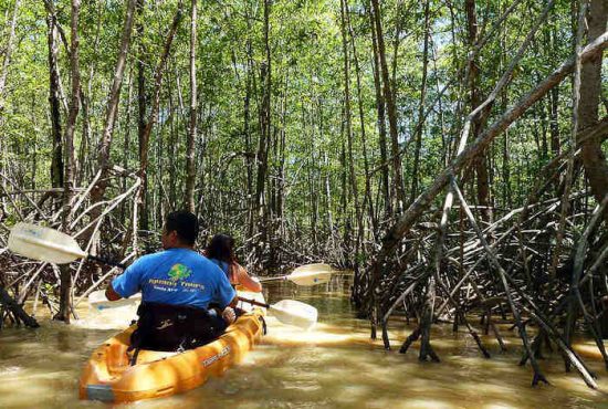 mangrove kayak tour manuel antonio costa rica mangrove kayak tour manuel antonio costa rica